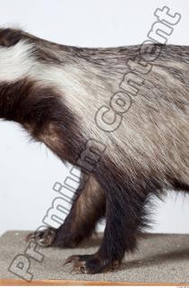 Badger body photo reference 0009